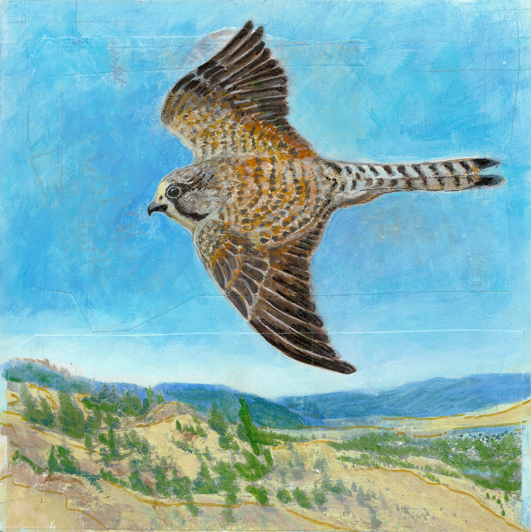 K is for Kestrel | Original Mixed Media Painting